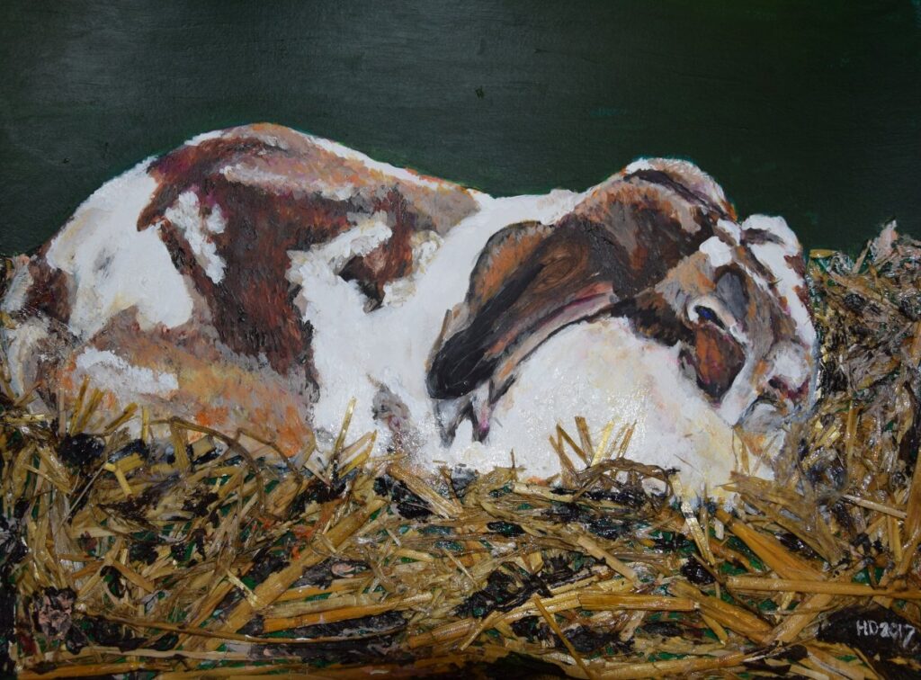 Pluisje DSC 1786 1024x756